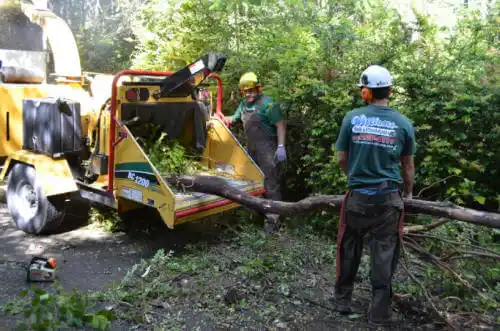 tree services Hazen